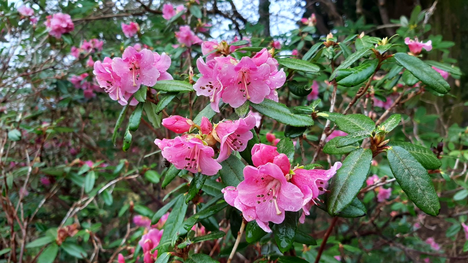 Rododendron glaucophyllum