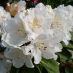 rhododendron-helen-schiffner