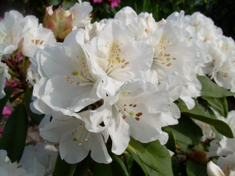Rododendron ´helene schiffner´