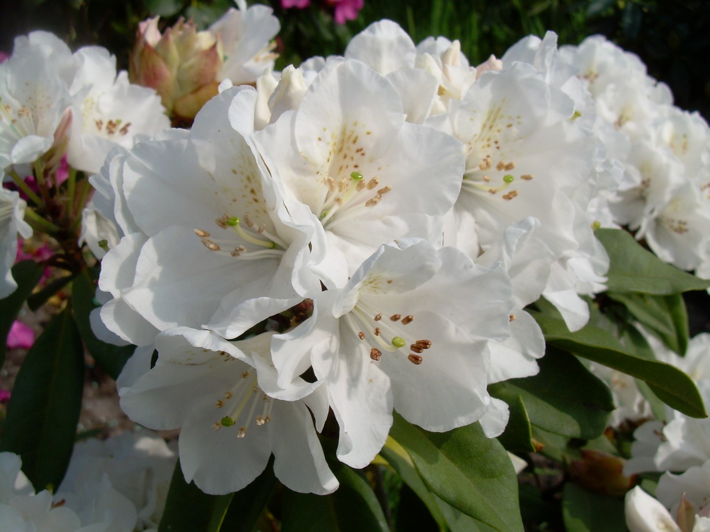 Rododendron ´helene schiffner´