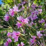 rhododendron-heliolepis