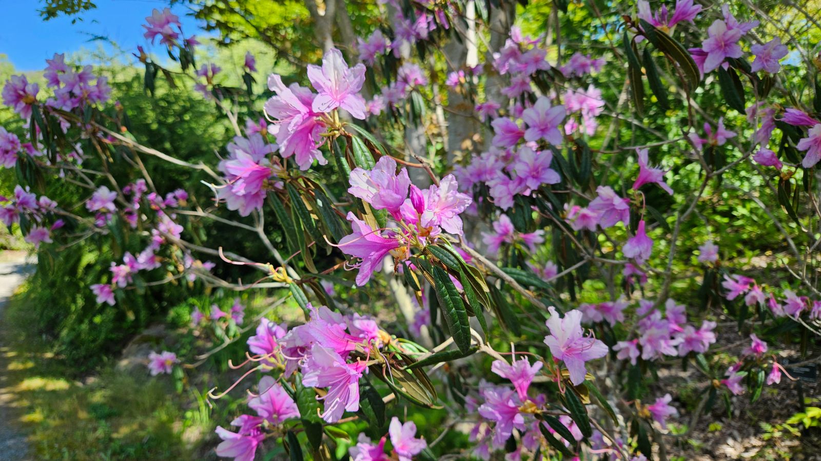 Rododendron heliolepis
