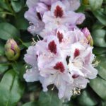 rhododendron-humboldt