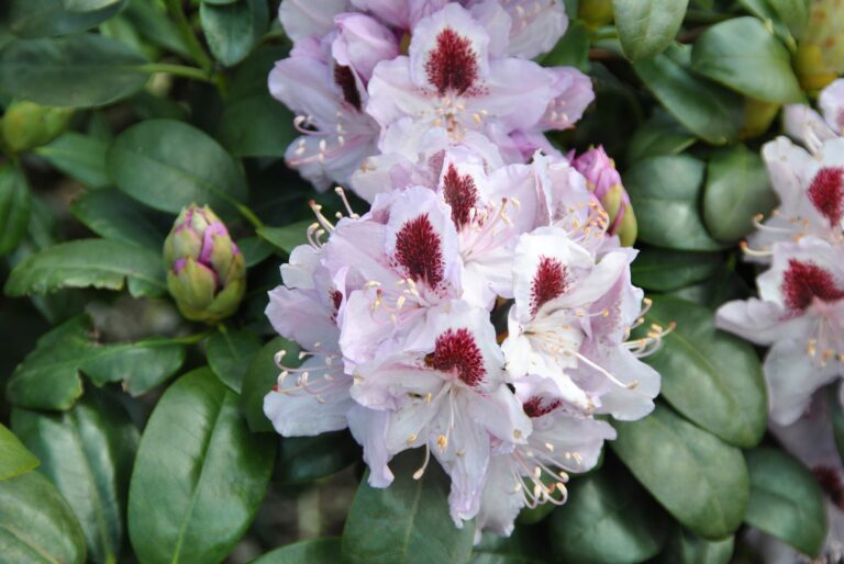 rhododendron-humboldt