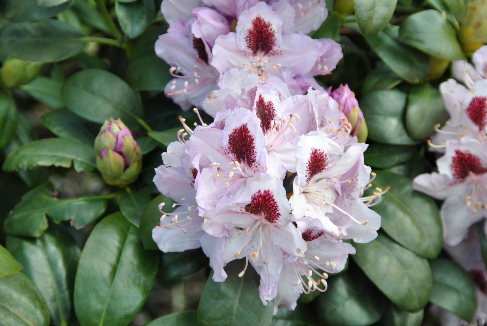 Rododendron ´humboldt´
