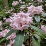 rhododendron-insigne