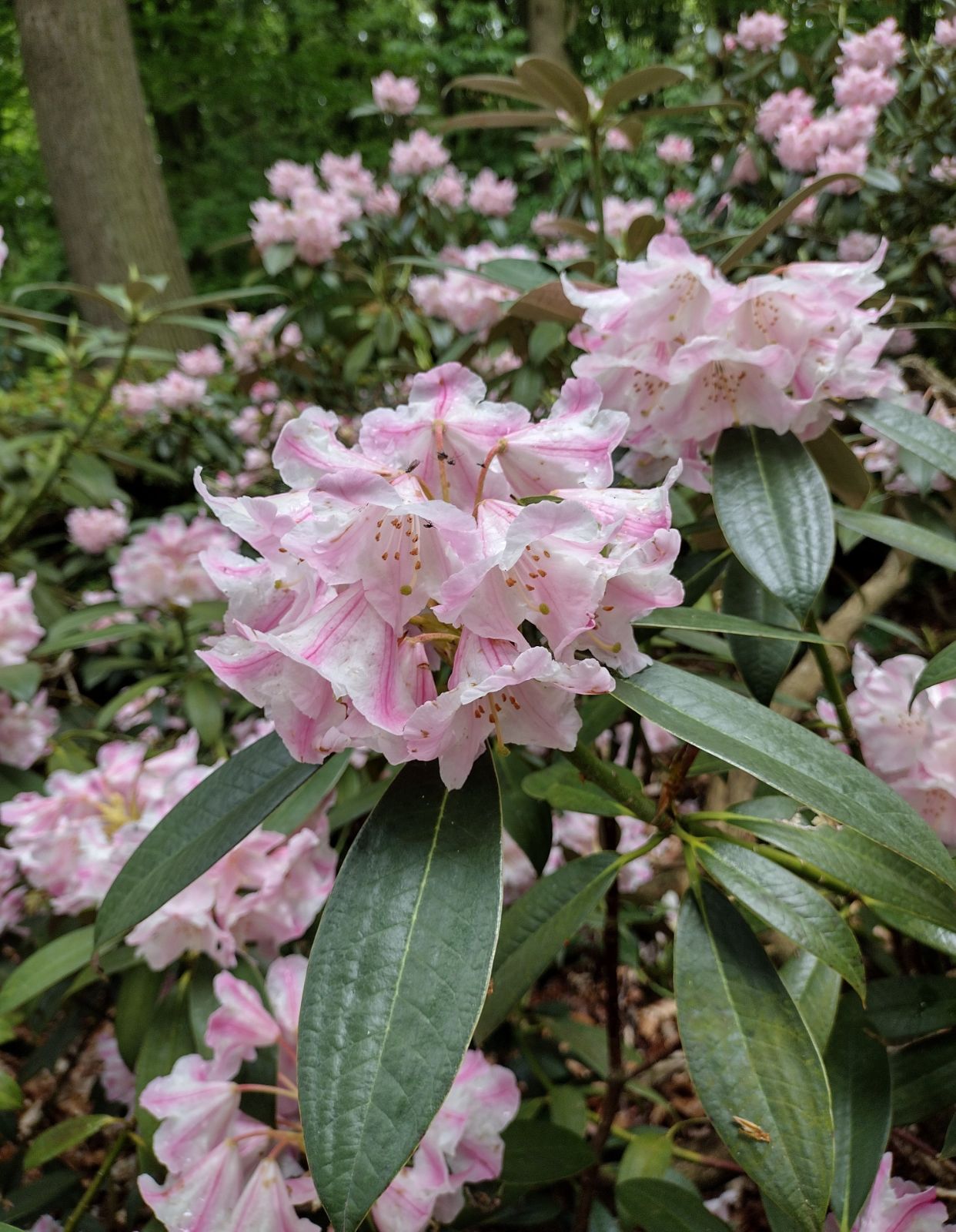 Rododendron insigne