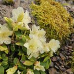 rhododendron-keiskei