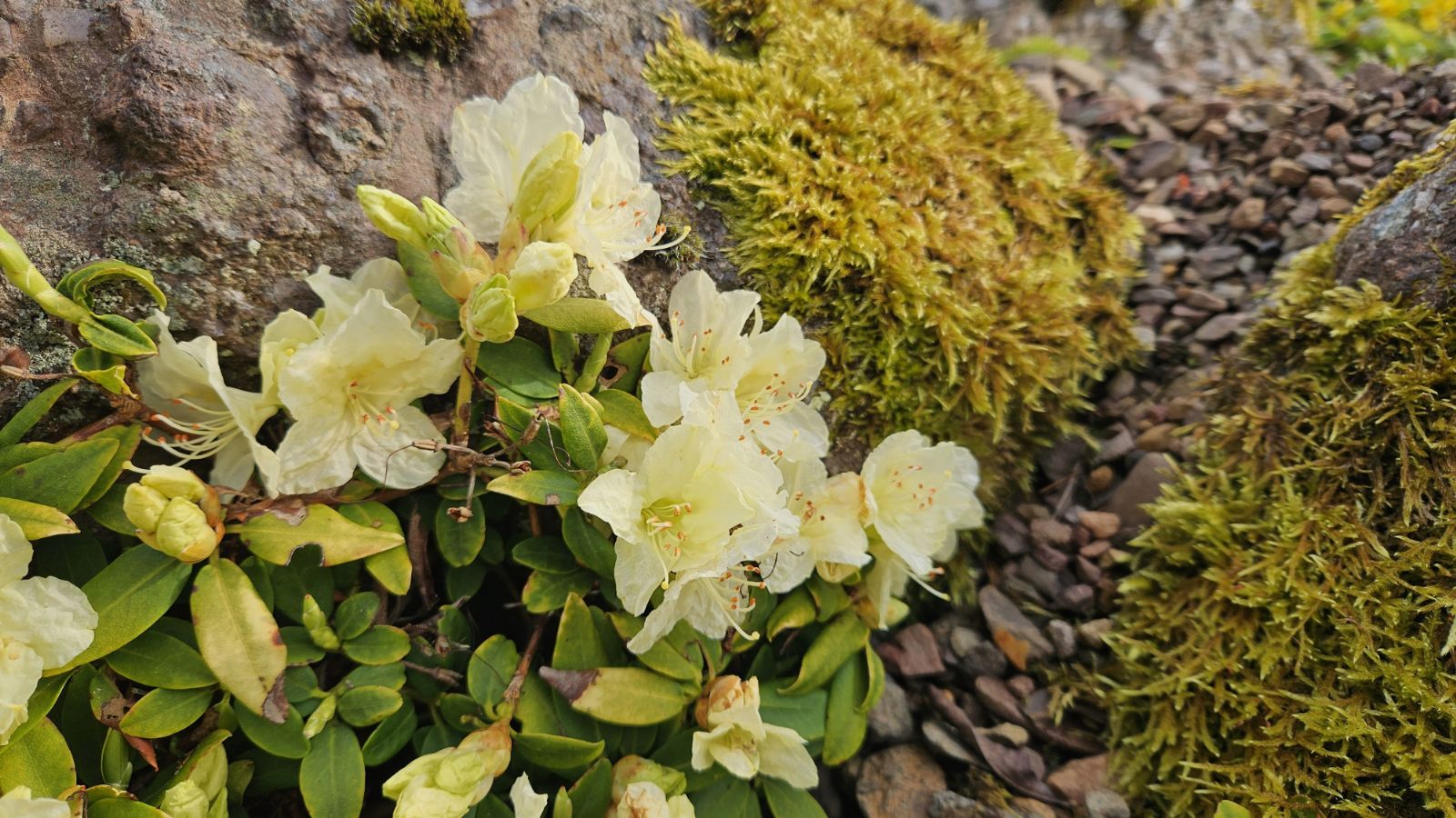 Rododendron keiskei