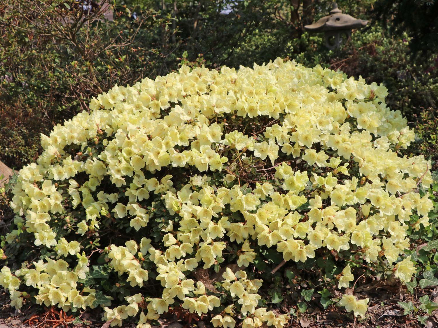 Rododendron ludlowii