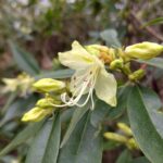 rhododendron-lutescens