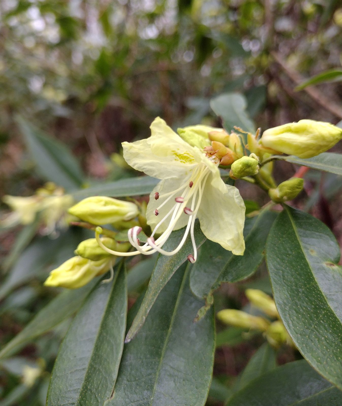 Rododendron lutescens
