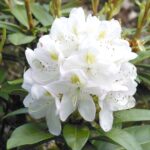 rhododendron-madame-carvalho
