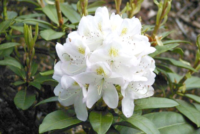 Rododendron ´madame carvalho´