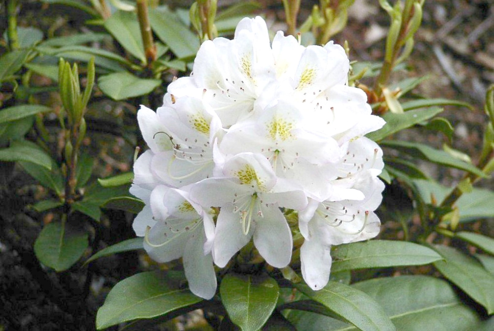 Rododendron ´madame carvalho´