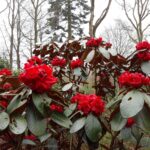 rhododendron-mallotum-2