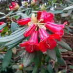 rhododendron-neriiflorum-1