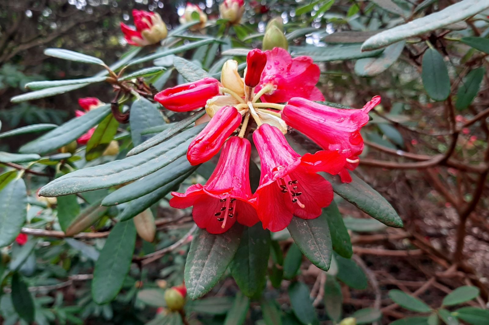 Rododendron neriiflorum