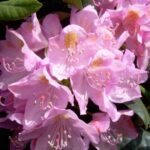 rhododendron-parsons-gloriosum