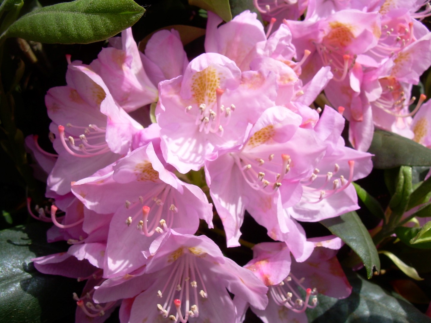 Rododendron ´parsons gloriosum´