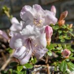 Rododendron pemakoense rhododendron-pemakoense