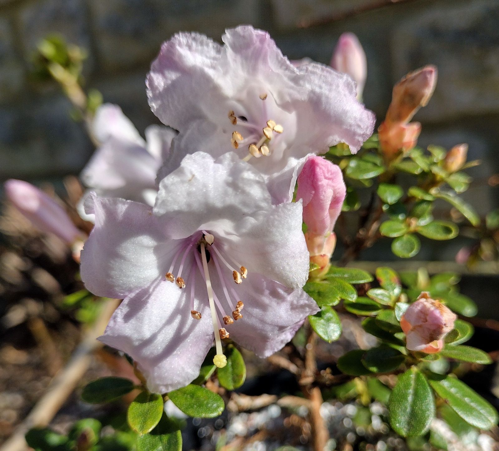 Rododendron pemakoense
