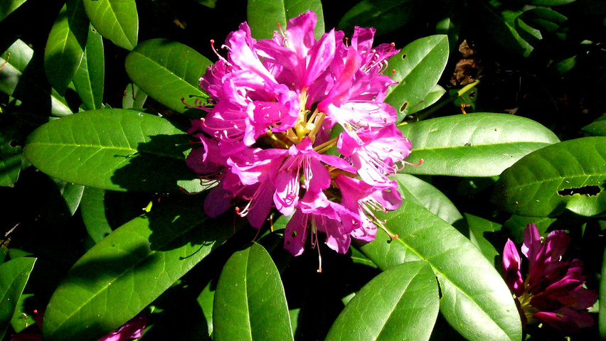 Rododendron ´ponticum roseum´