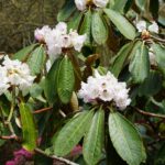 rhododendron-rex-2