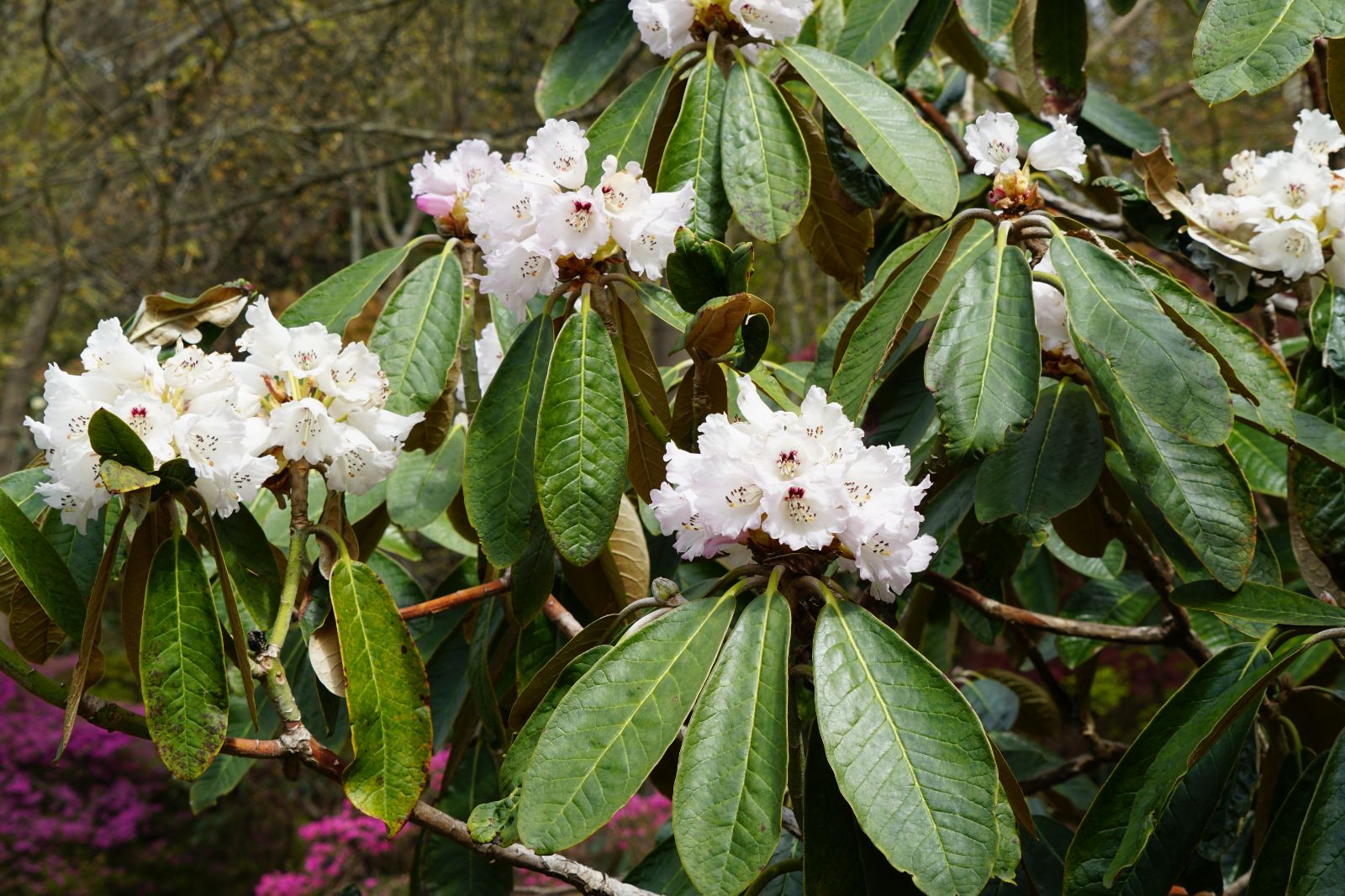 Rododendron rex