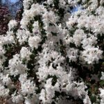 rhododendron-rigidum