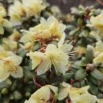 rhododendron-rupicola-var-muliense
