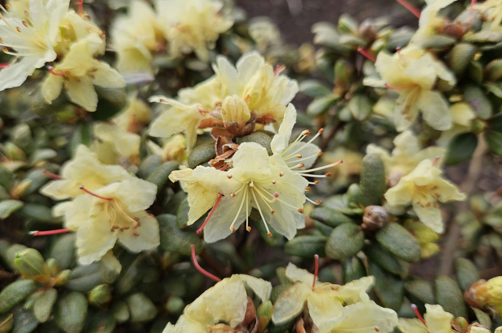 Rododendron rupicola