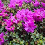 rhododendron-saluenense