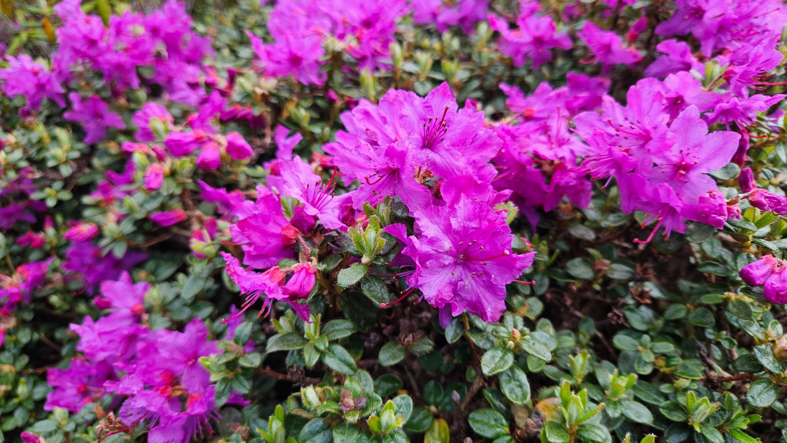 Rododendron saluenense