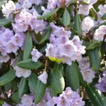 rhododendron-susan