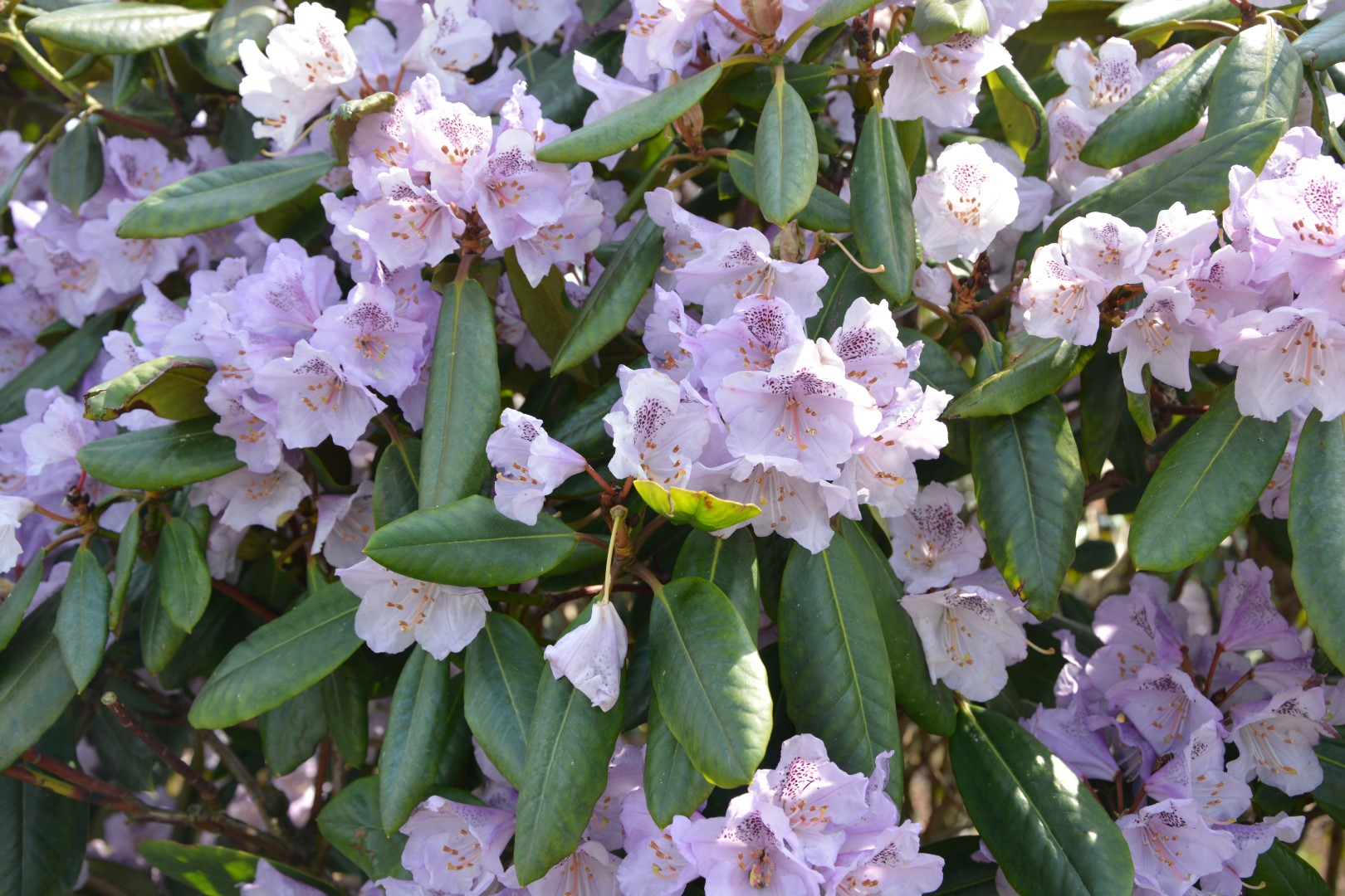 Rododendron ´susan´