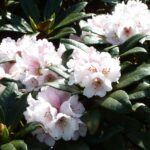 rhododendron-taliense-1