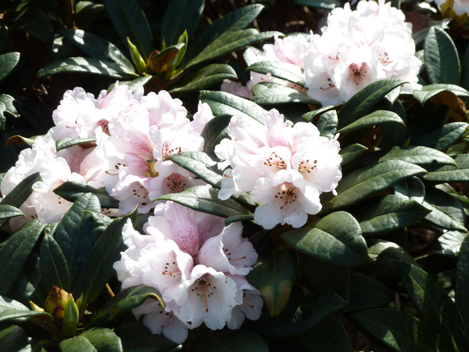 Rododendron taliense