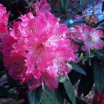 rhododendron-the-hybrids-rhododendron-hybrids