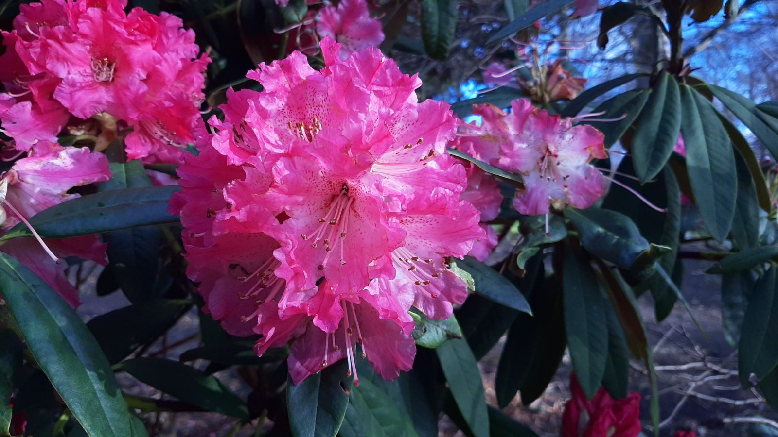 Rododendron ´corry koster´