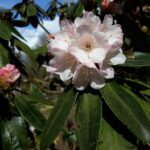 rhododendron-traillianum