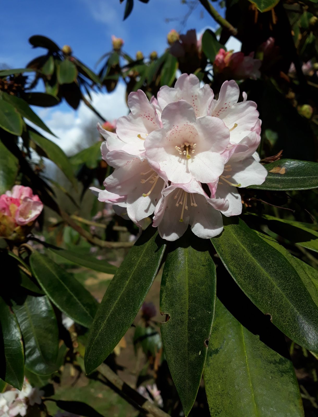 Rododendron traillianum