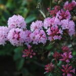 rhododendron-trichostomum