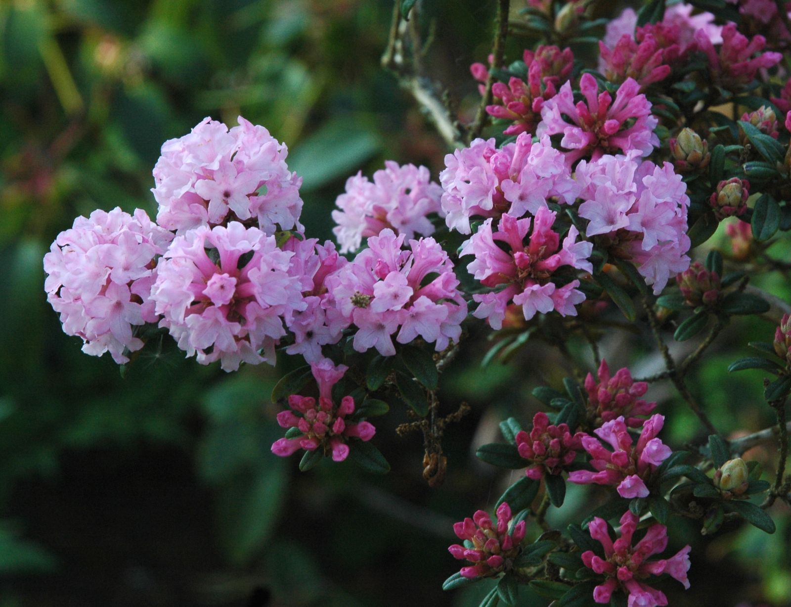 Rododendron trichostomum