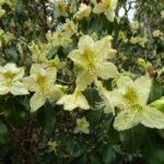 rhododendron-triflorum-2