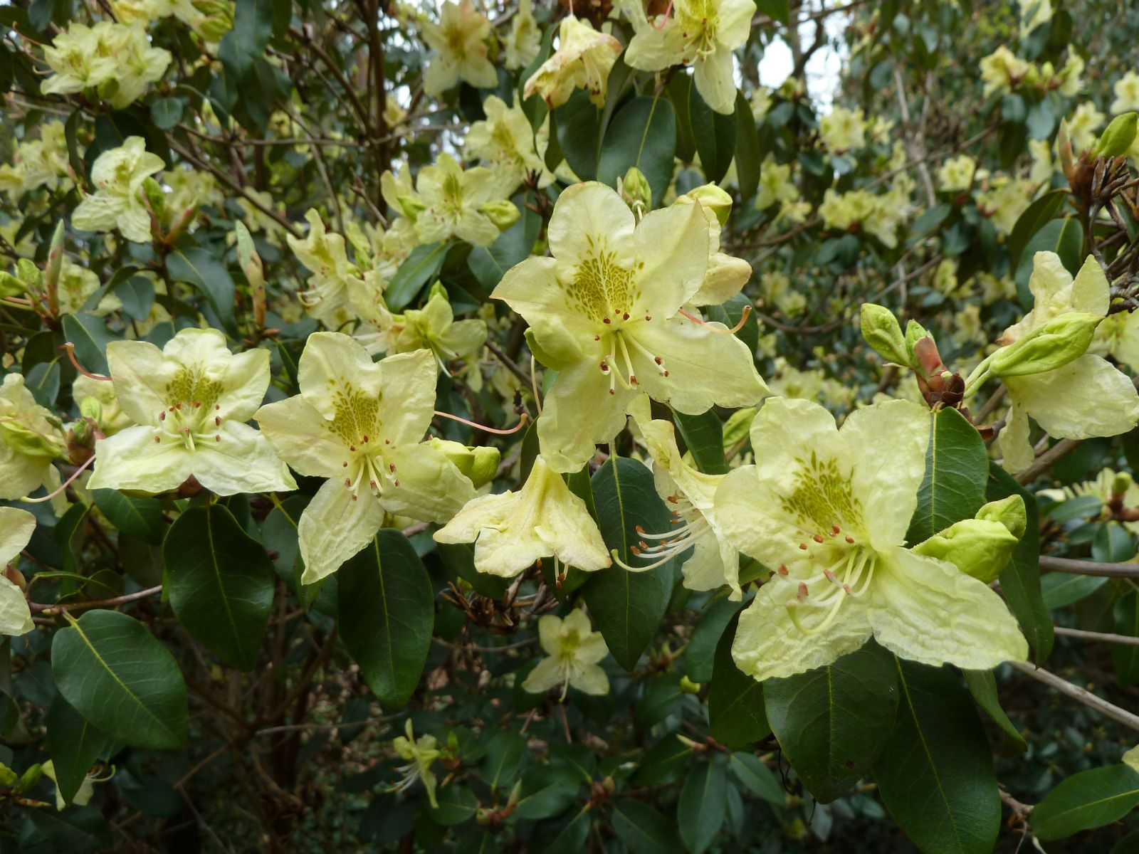 Rododendron triflorum