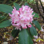 rhododendron-ungernii-1