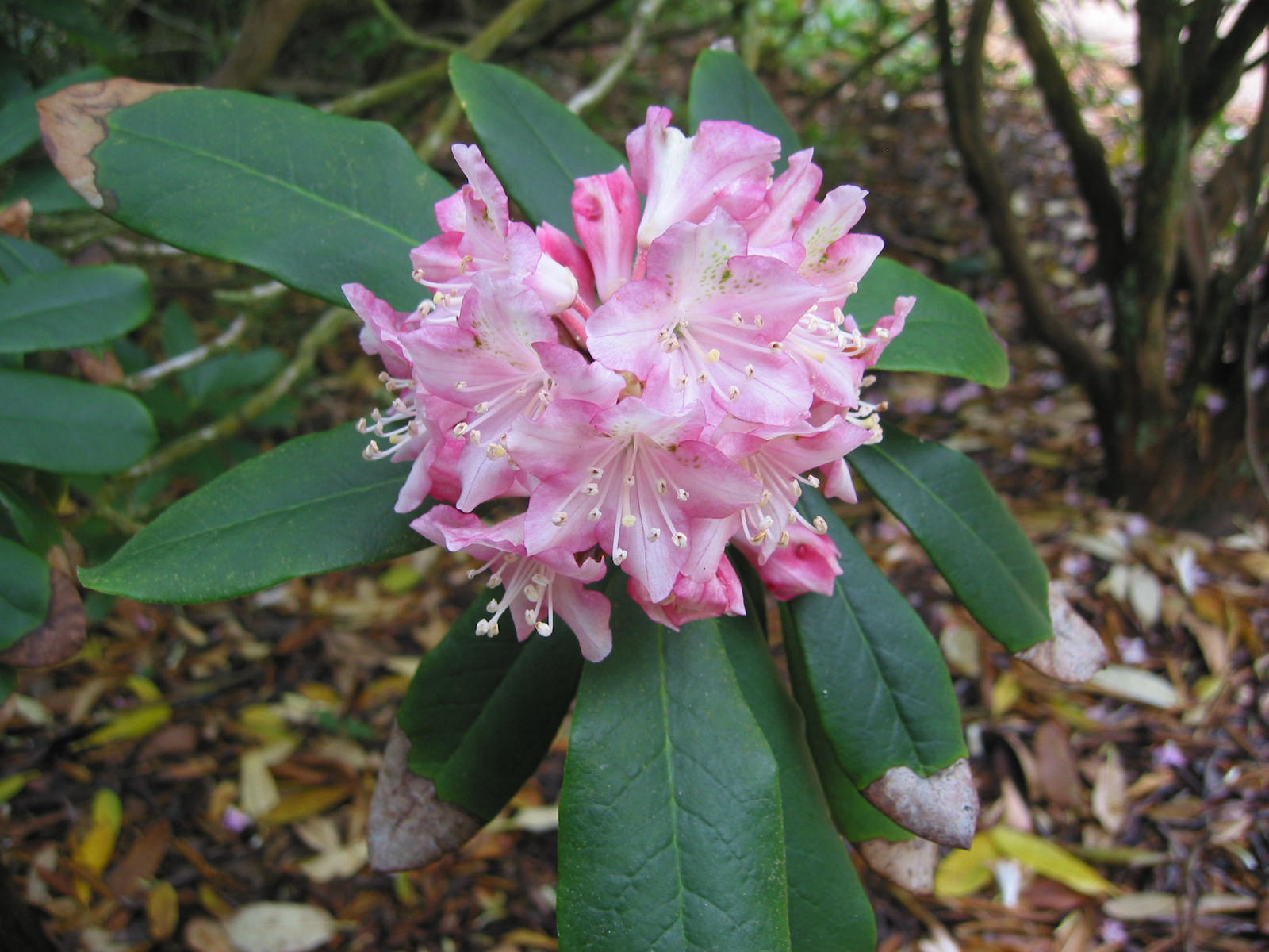 Rododendron ungernii