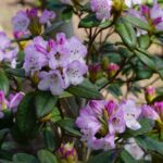 rhododendron-wallichii-1