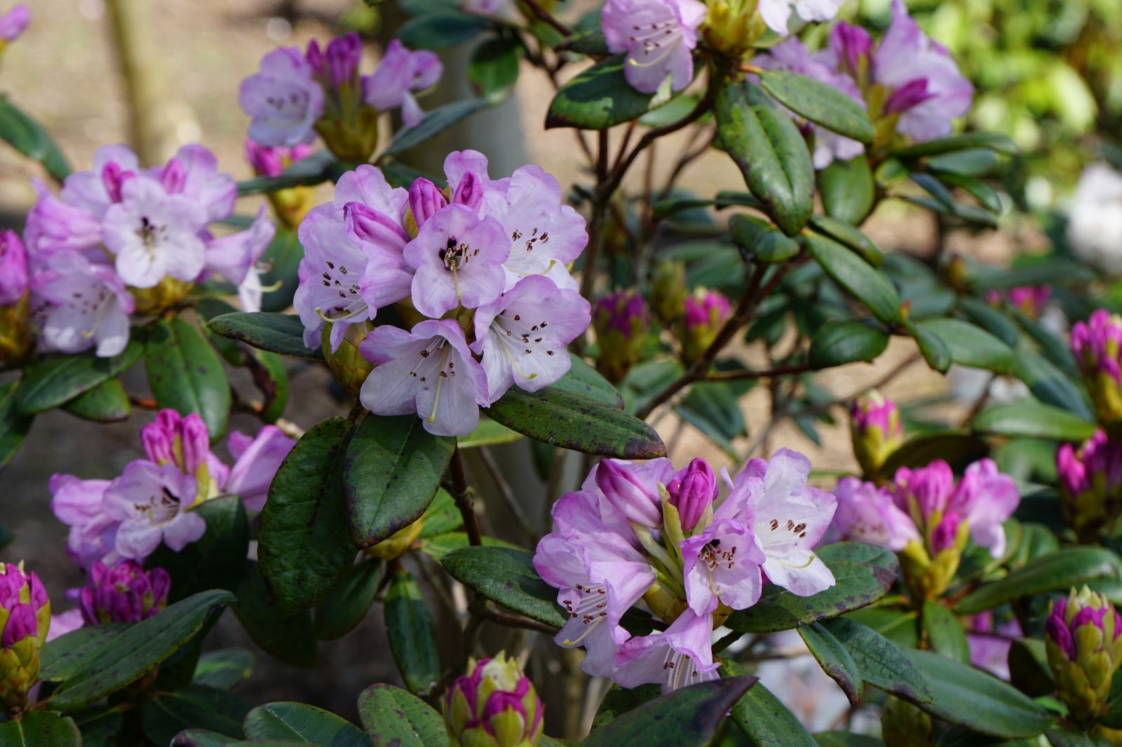 Rododendron wallichii